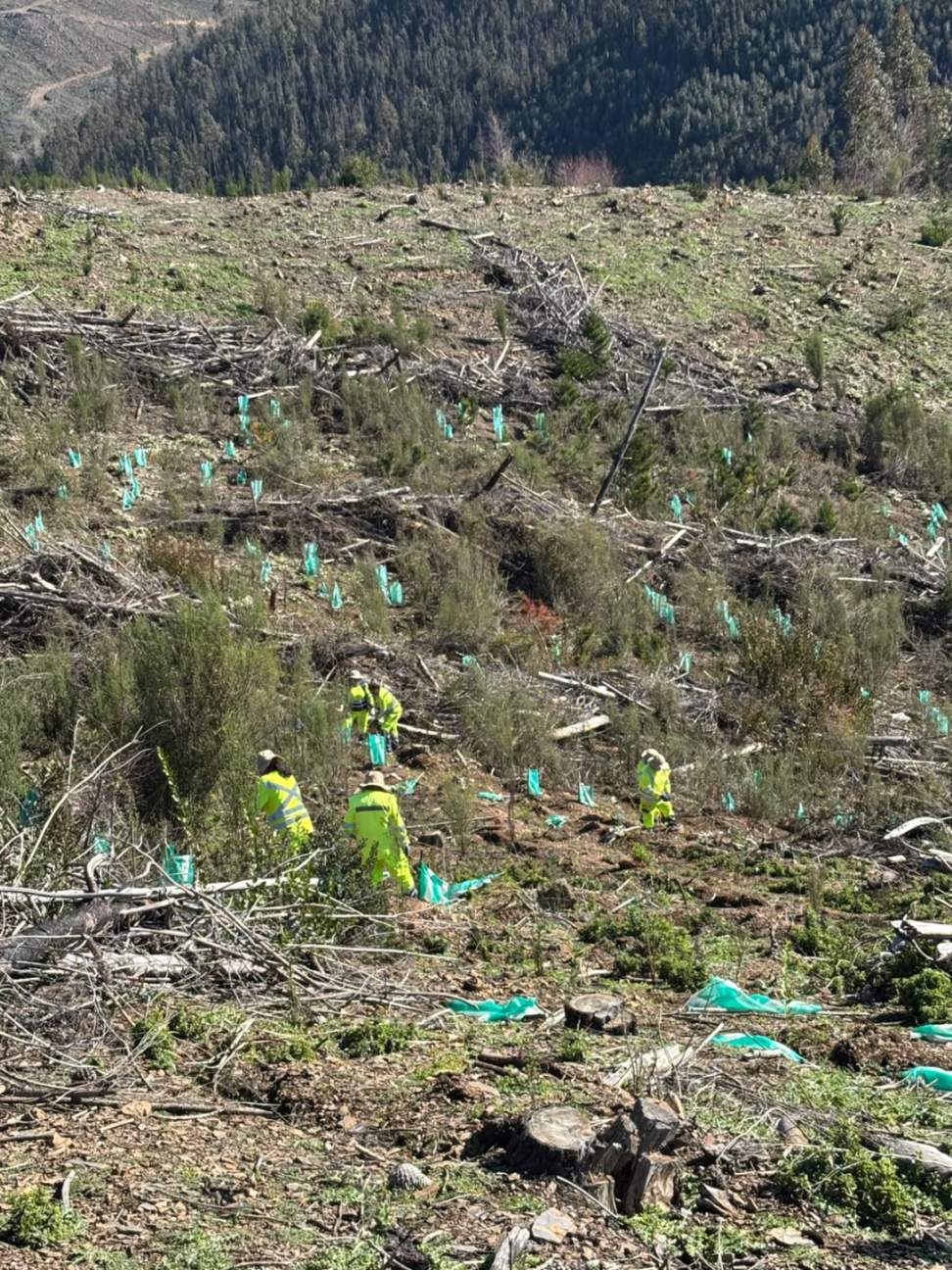 Nota de Prensa: Programa de Emergencia de Empleo de CONAF realizó jornada de plantación de árboles nativos en predio afectado por incendio en Quirihue