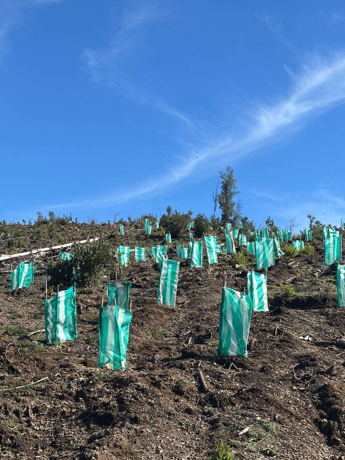 Nota de Prensa: Programa de Emergencia de Empleo de CONAF realizó jornada de plantación de árboles nativos en predio afectado por incendio en Quirihue