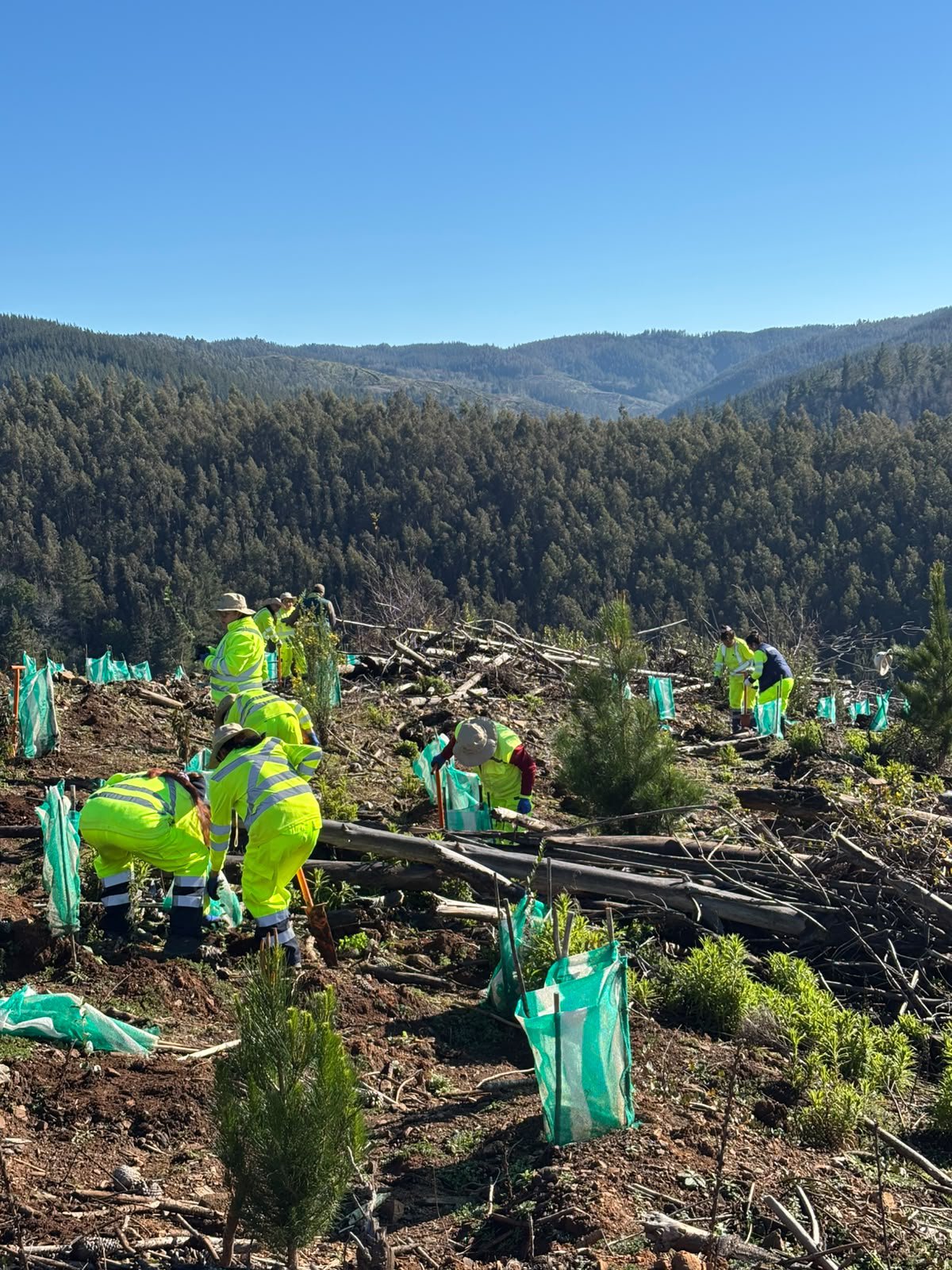 Programa de Emergencia de Empleo de CONAF realizó jornada de plantación de árboles nativos en predio afectado por incendio en Quirihue
