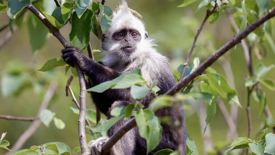 Huawei protege con Inteligencia Artificial a uno de los primates más amenazados del mundo