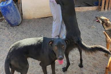 Chillán reintegrará más de $60 millones a la Subdere tras no concretarse proyecto de esterilización de mascotas:...