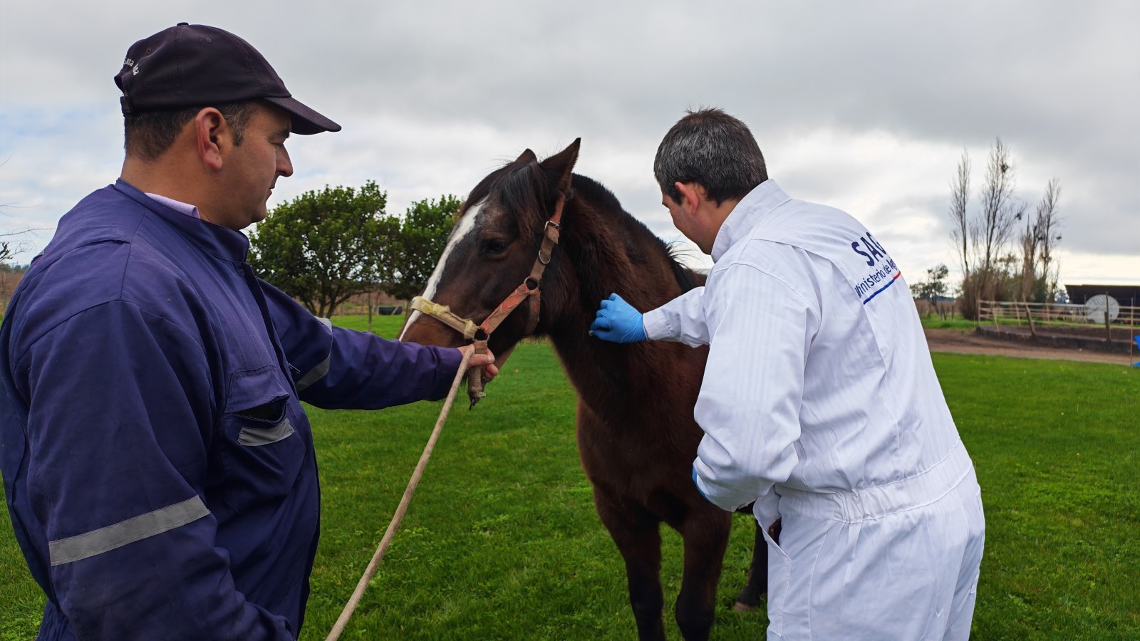 SAG informa el término de las cuarentenas por anemia infecciosa equina en Ñuble