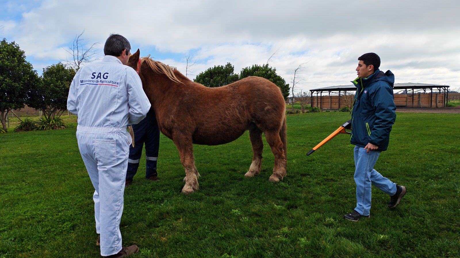 SAG informa el término de las cuarentenas por anemia infecciosa equina en Ñuble