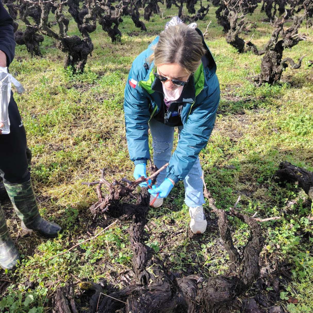SAG amplía la confusión sexual contra la polilla del racimo a más de 2700 hectáreas en Ñuble
