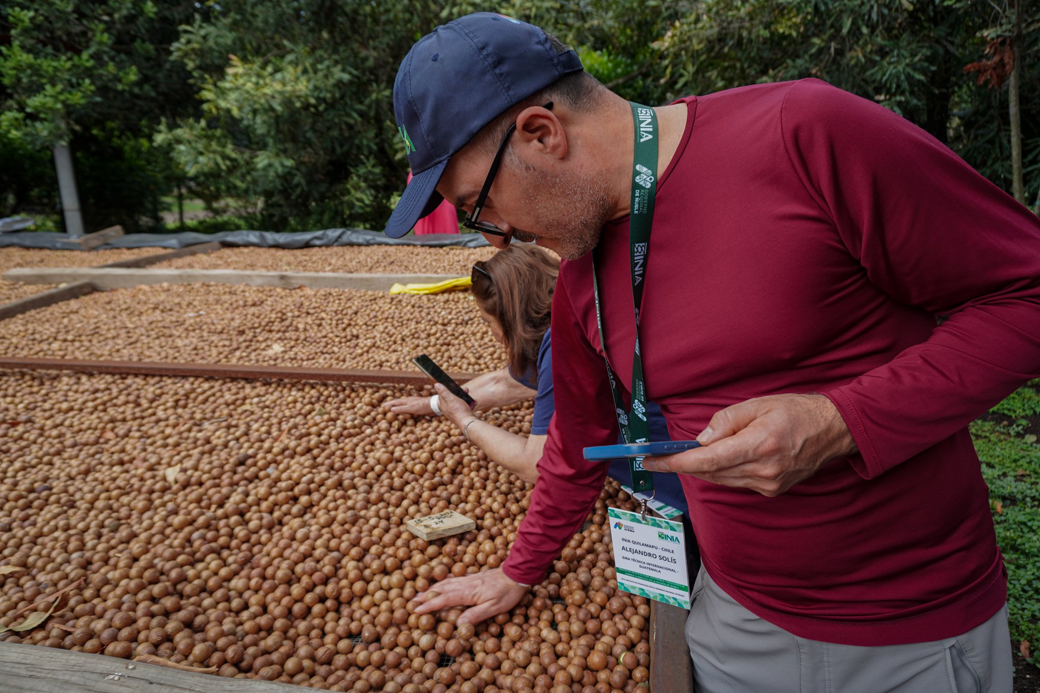 Ñuble apuesta por la macadamia: agricultores conocieron en Guatemala su cultivo y procesamiento