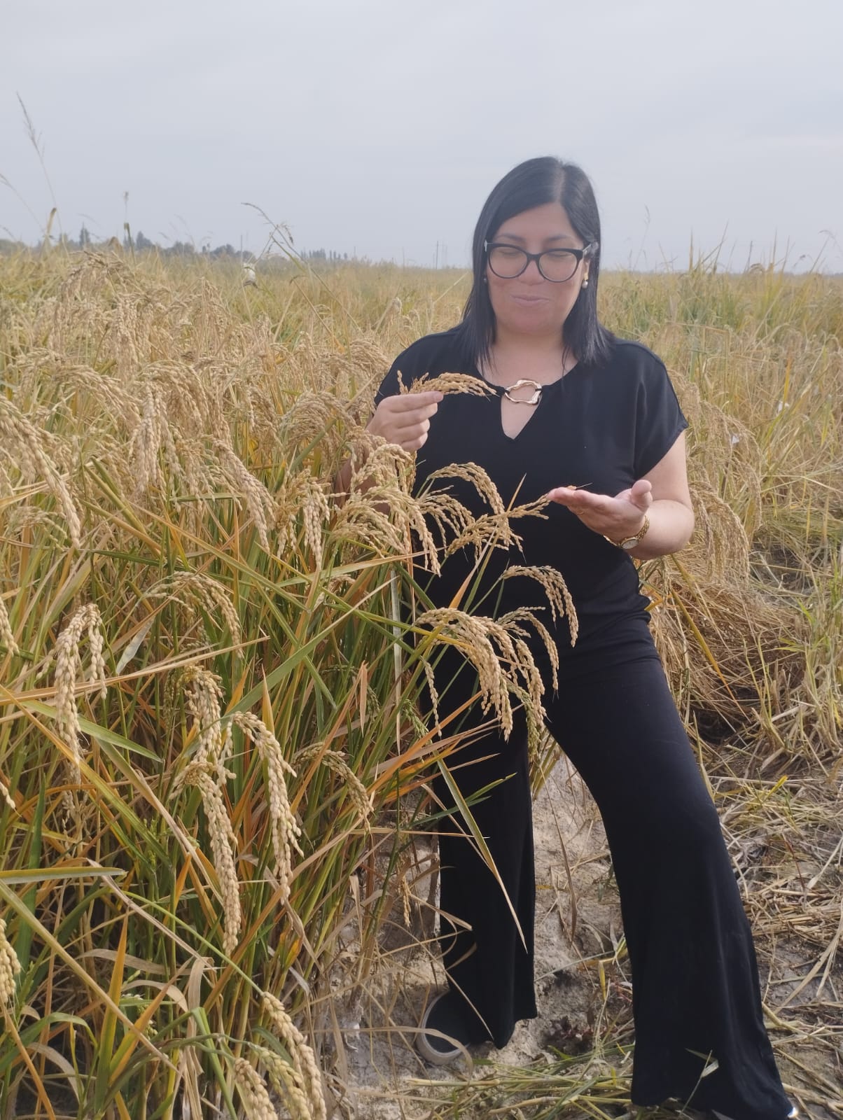 Innovación chilena en arroz despertó interés de Uzbekistán para enfrentar problemas de sequía