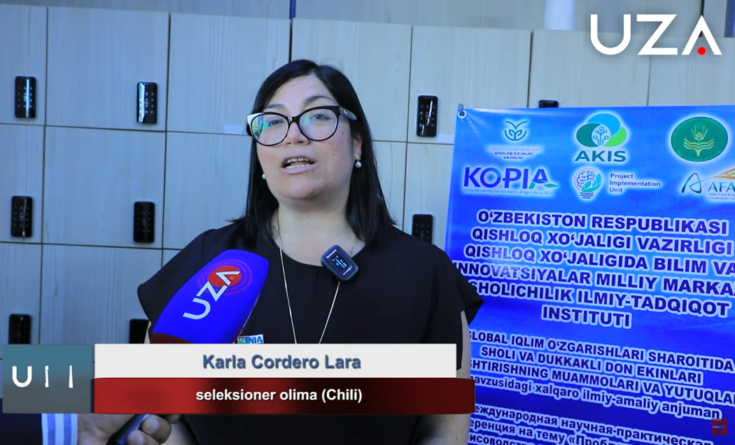 Innovación chilena en arroz despertó interés de Uzbekistán para enfrentar problemas de sequía