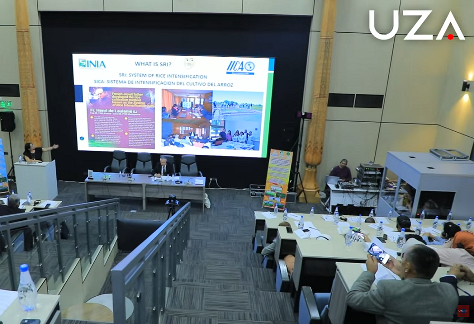 Innovación chilena en arroz despertó interés de Uzbekistán para enfrentar problemas de sequía
