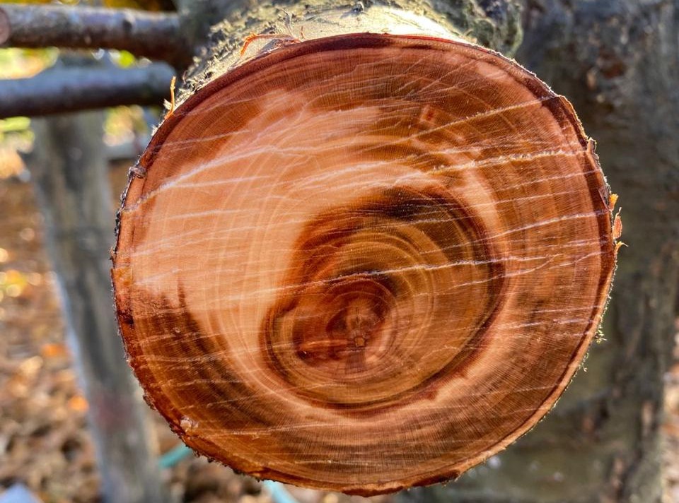 Condiciones climáticas aumentan riesgo de hongos en frutales: INIA impulsa tecnologías de detección y alerta temprana