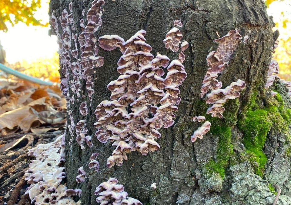 Riesgos de Enfermedades Fungosas en Huertos Frutales en la Zona Centro Sur de Chile
