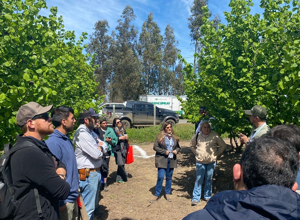 Condiciones climáticas aumentan riesgo de hongos en frutales: INIA impulsa tecnologías de detección y alerta temprana
