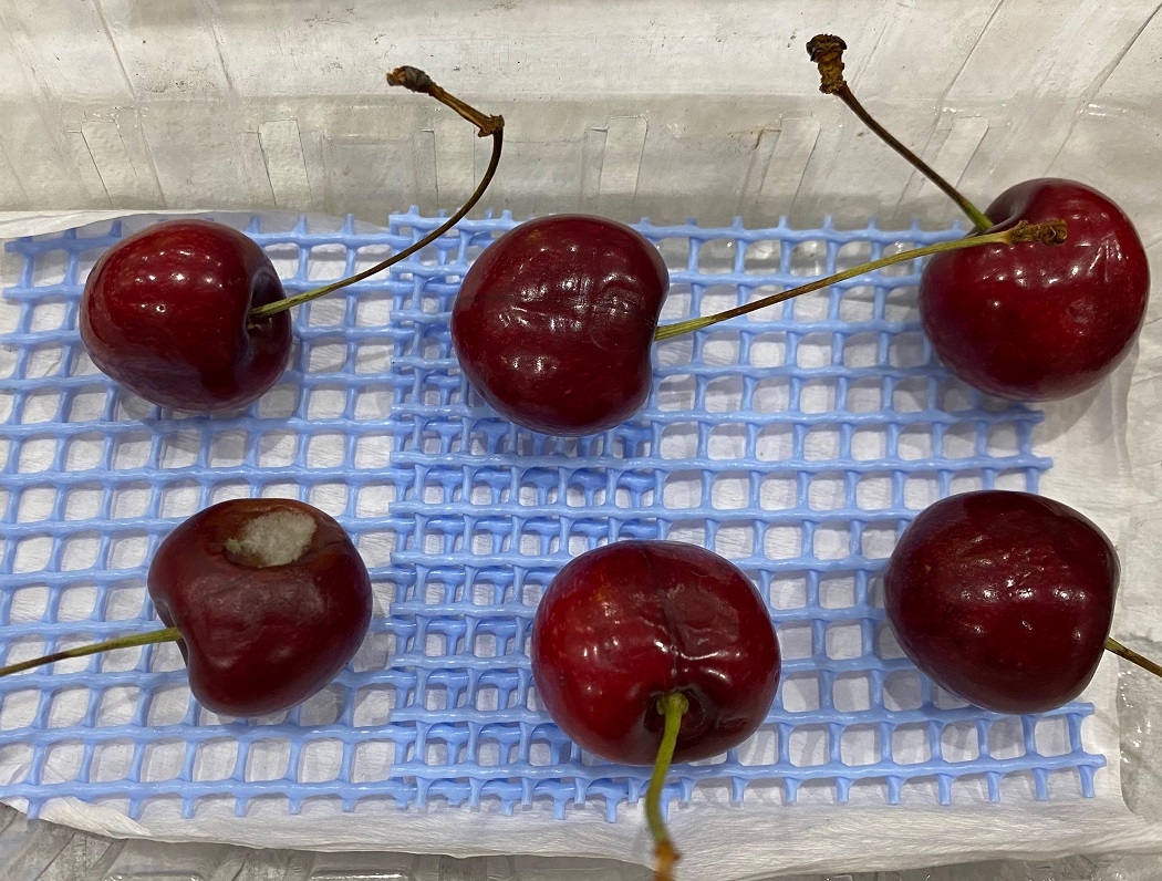 Condiciones climáticas aumentan riesgo de hongos en frutales: INIA impulsa tecnologías de detección y alerta temprana