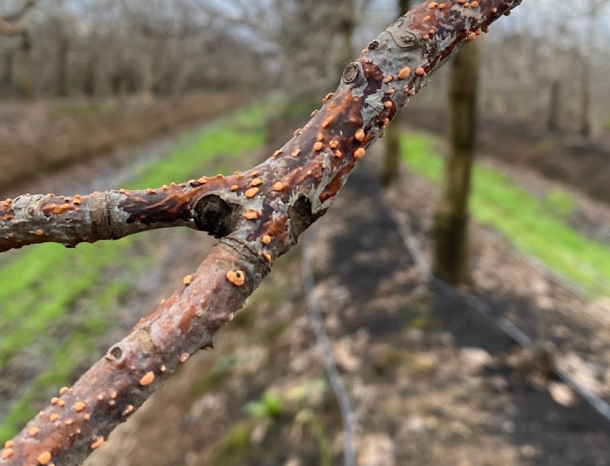 Condiciones climáticas aumentan riesgo de hongos en frutales: INIA impulsa tecnologías de detección y alerta temprana