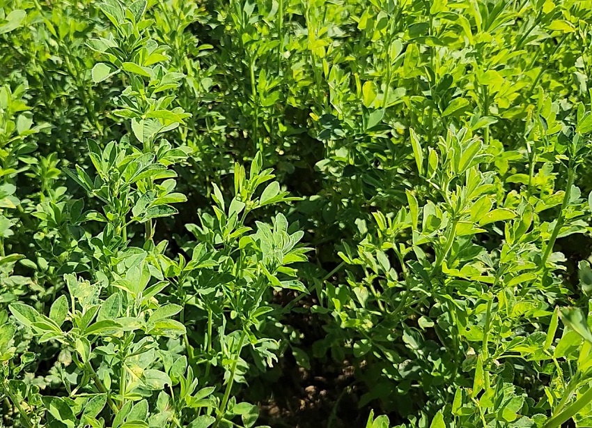 Experto mundial en alfalfa conoció trabajo de INIA para fortalecer investigación frente al cambio climático