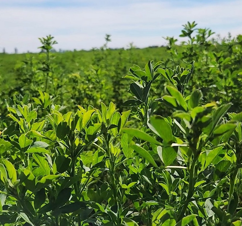 Experto mundial en alfalfa conoció trabajo de INIA para fortalecer investigación frente al cambio climático