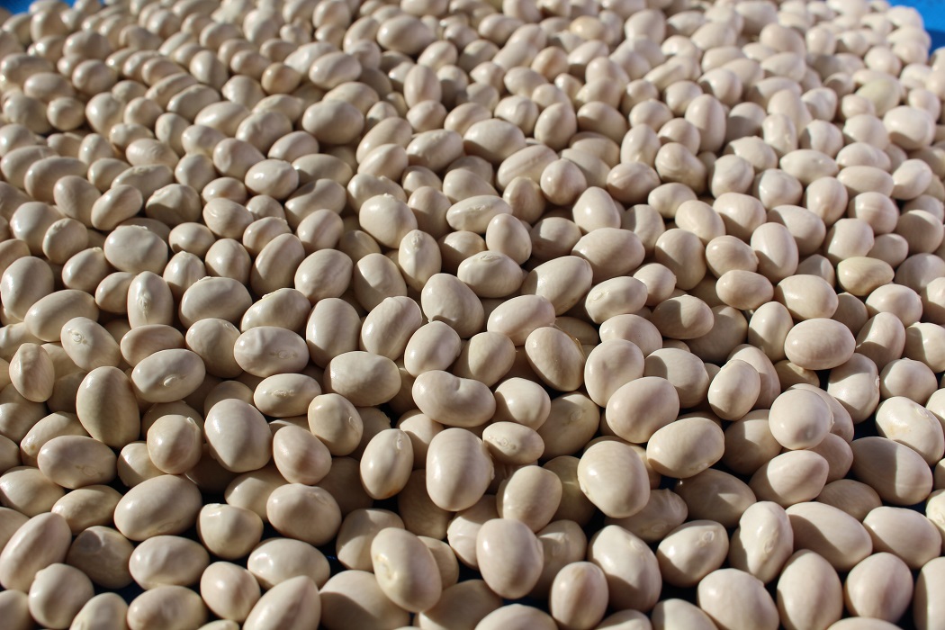 Científico de Universidad de Michigan destacó necesidad de incrementar consumo de legumbres para mejorar nutrición