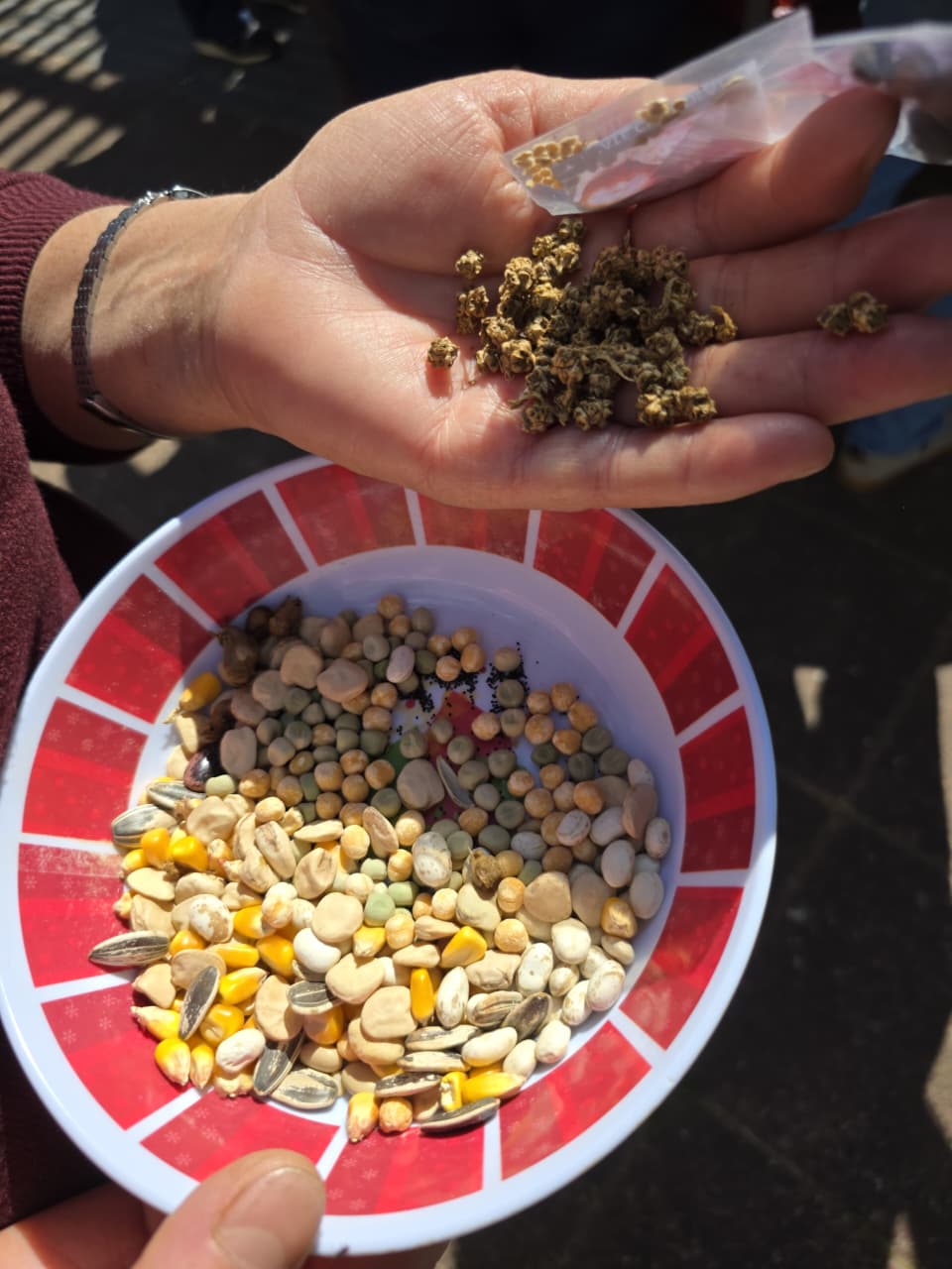 Cientos de asistentes participaron en la Expo Prodesal El Carmen 2025