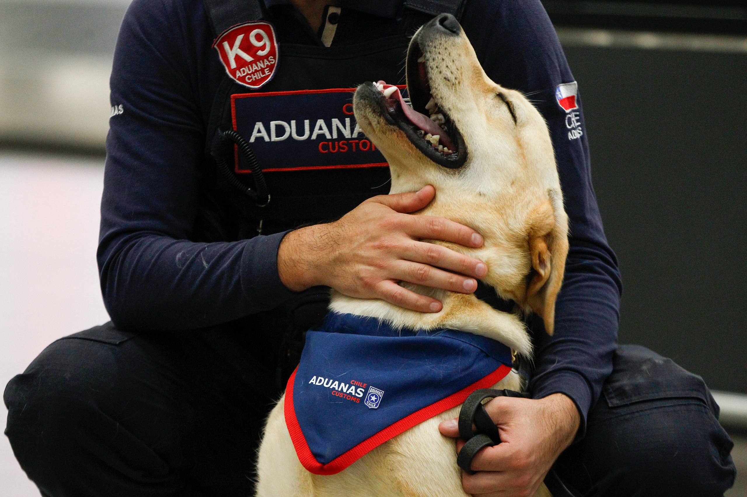 Nueve perritos de la camada 2025 de Aduanas realizaron su primera sesión de adaptación en el Aeropuerto Internacional de Santiago