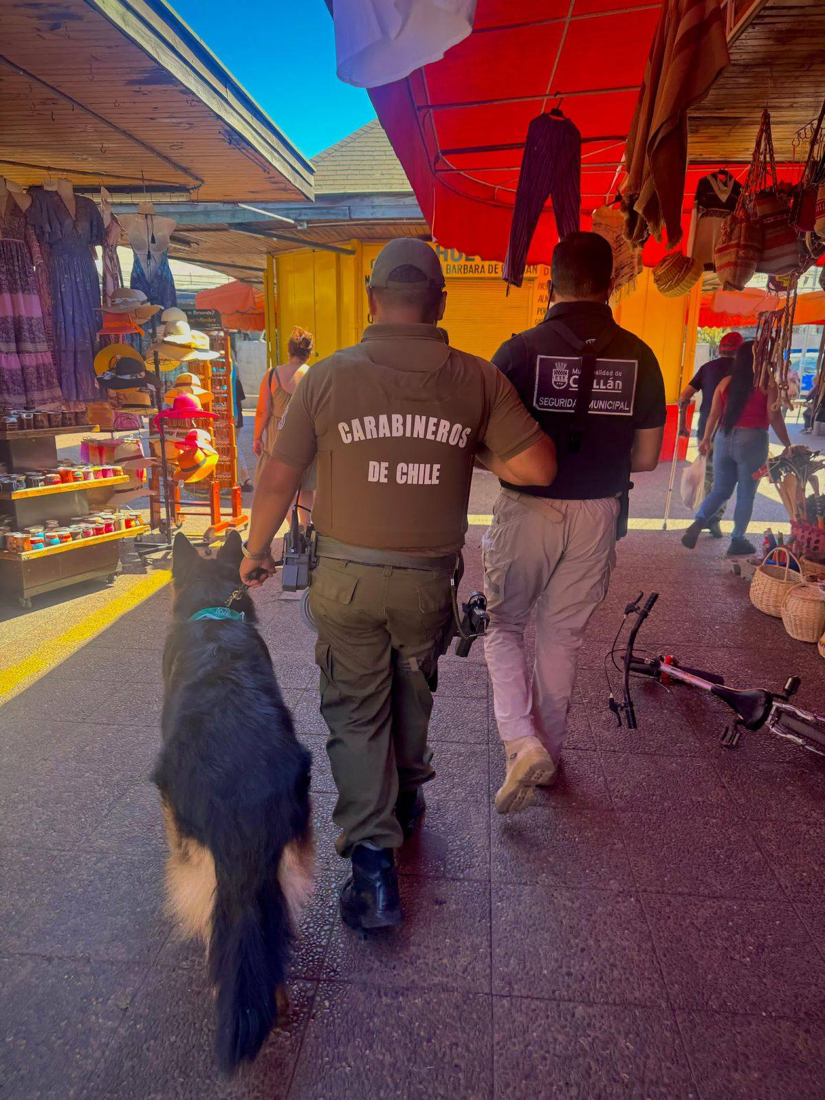 Carabineros y perritos institucionales fortalecen la seguridad en Chillán con intervenciones en la ciudad