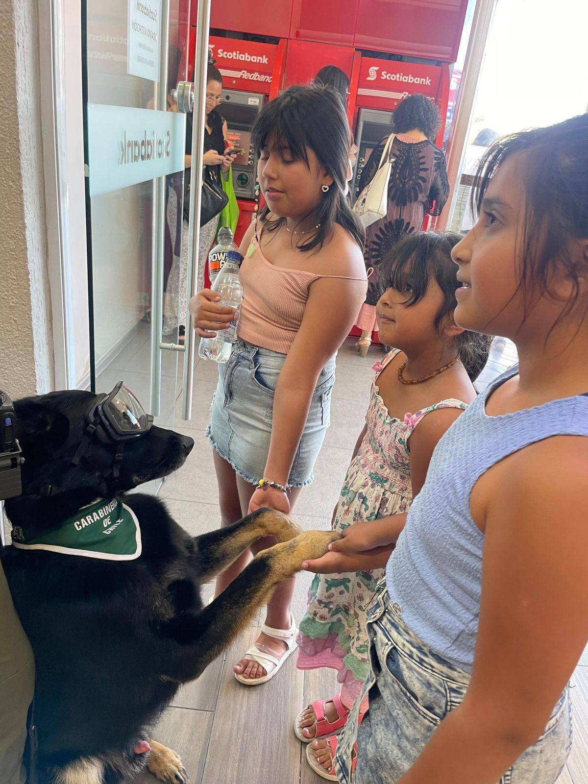 Carabineros y perritos institucionales fortalecen la seguridad en Chillán con intervenciones en la ciudad