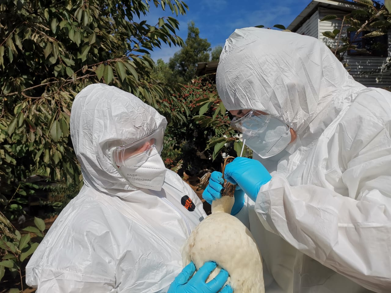 Confirmación de Influenza Aviar H5N1 en Aves Silvestres en la Región de Valparaíso