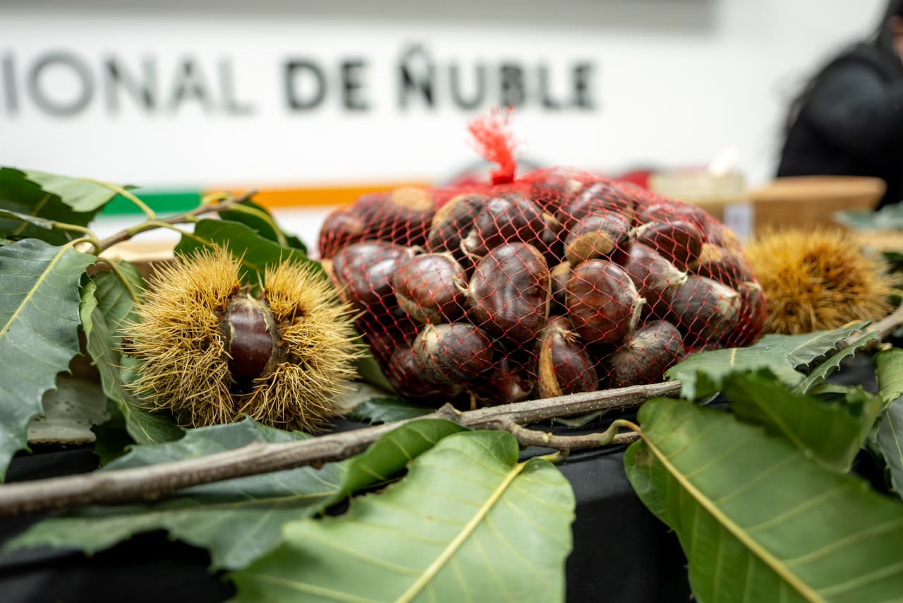 La Fiesta de la Castaña de El Carmen 2026 se celebrará en mayo con música y gastronomía