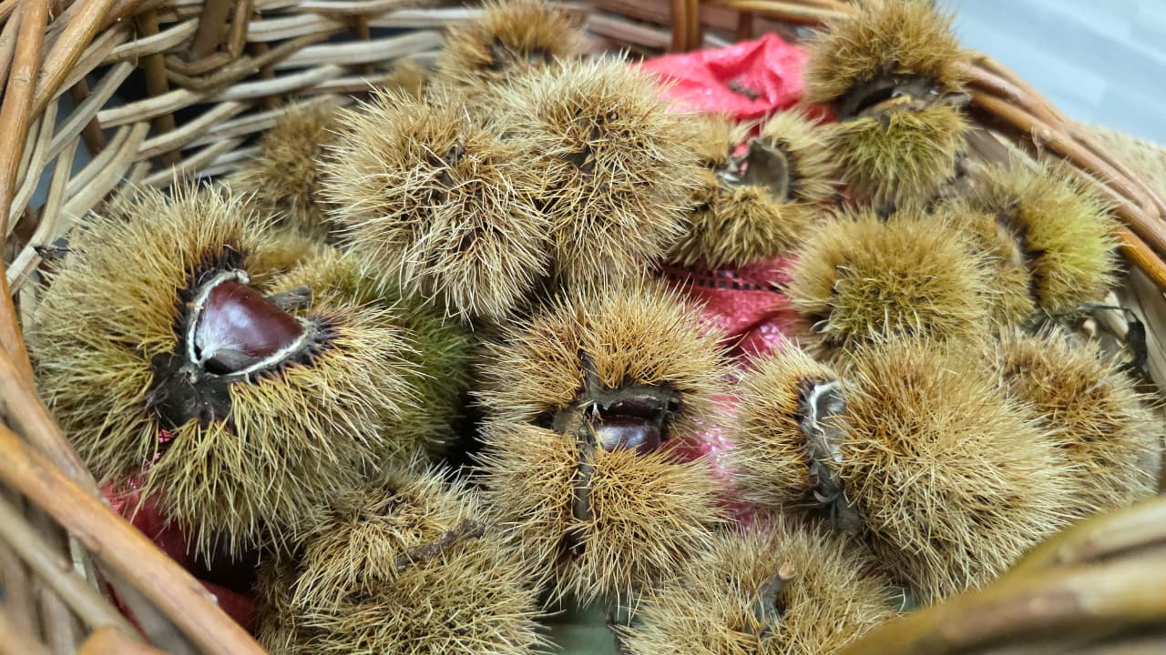 La Fiesta de la Castaña de El Carmen 2026 se celebrará en mayo con música y gastronomía