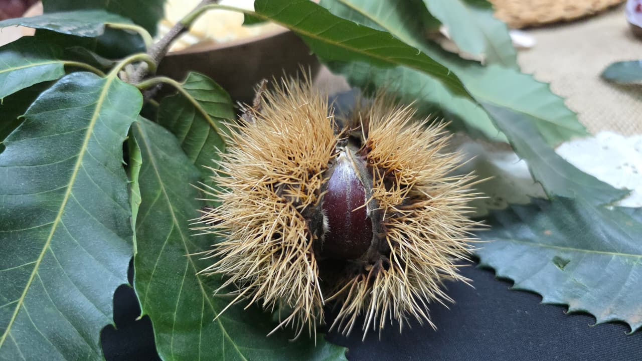 Lanzan la Fiesta de la Castaña de El Carmen 2026