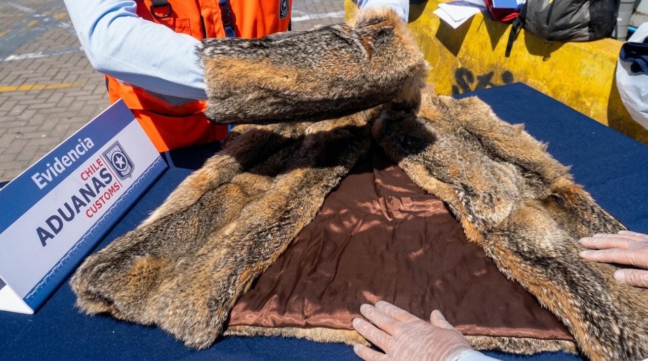 Protección de especies amenazadas: el rol del Servicio Nacional de Aduanas en el control del tráfico ilegal