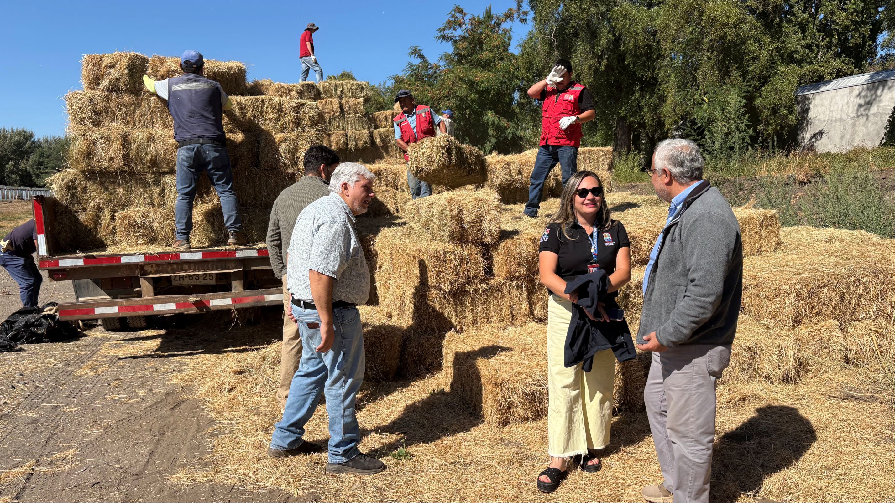 600 fardos de forraje son distribuidos en comunas de Ñuble afectadas por incendios forestales