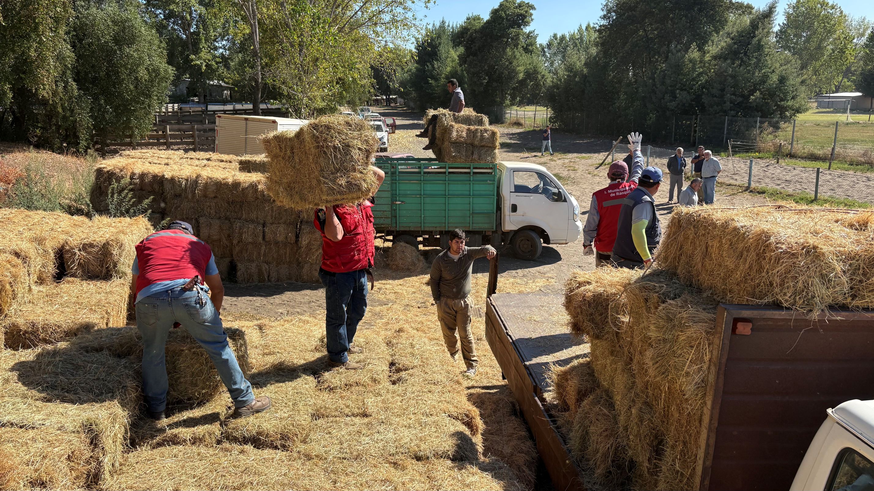 600 fardos de forraje son distribuidos en comunas de Ñuble afectadas por incendios forestales
