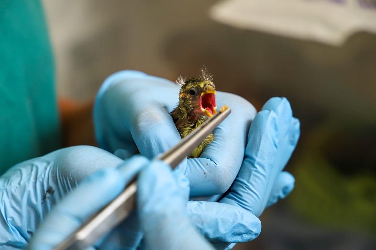 Trabajo colaborativo permite rehabilitar a animales silvestres afectados por incendios forestales en la región