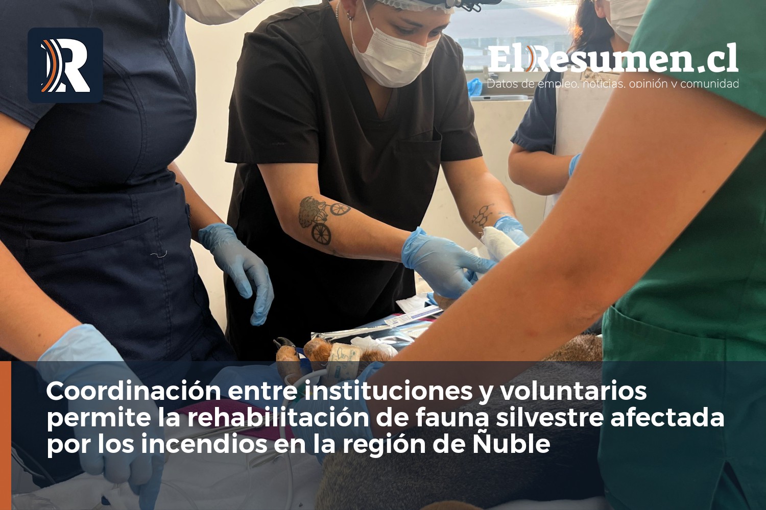 Coordinación entre instituciones y voluntarios permite la rehabilitación de fauna silvestre afectada por los incendios en la región de Ñuble