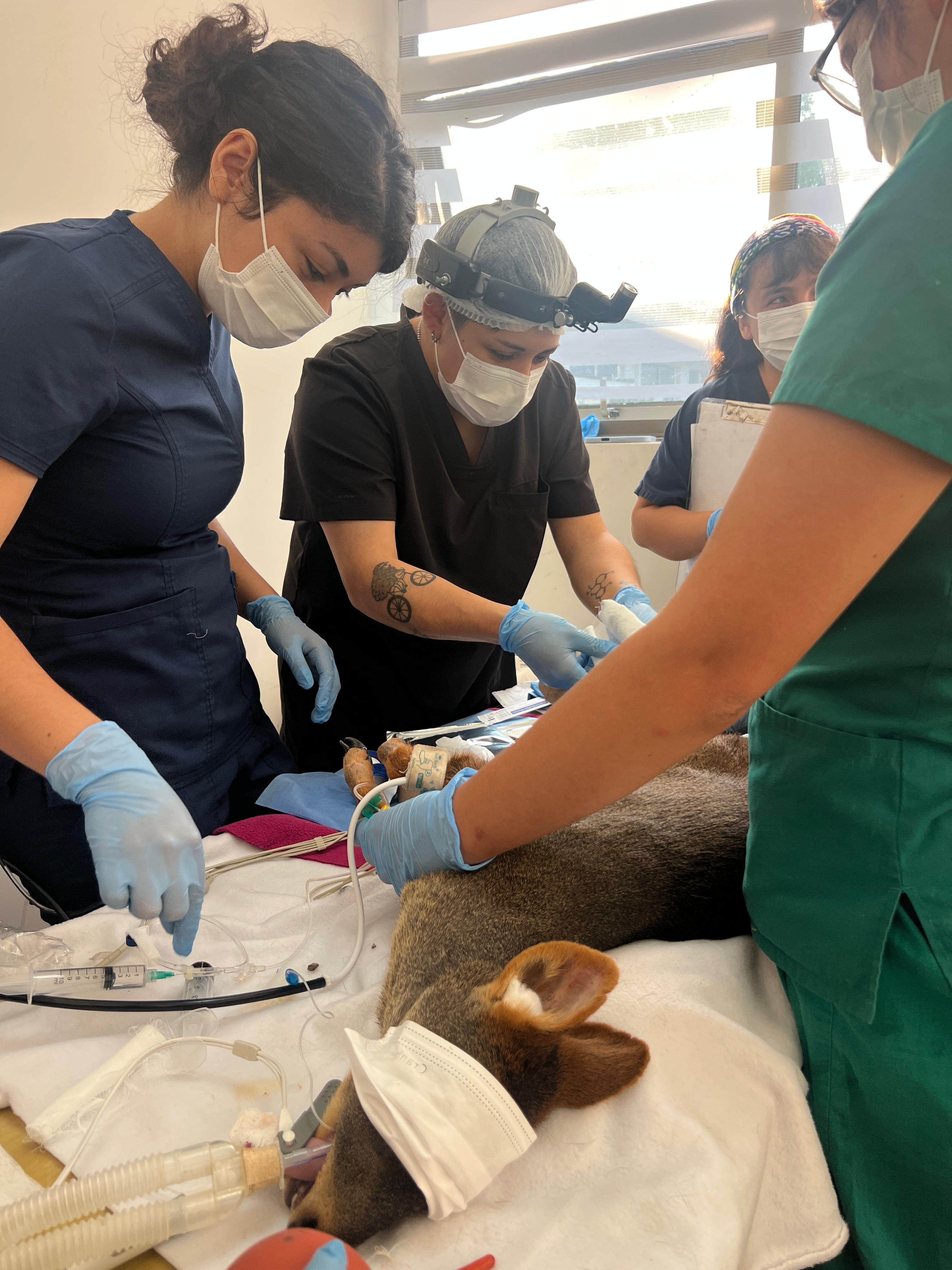 Trabajo colaborativo permite rehabilitar a animales silvestres afectados por incendios forestales en la región