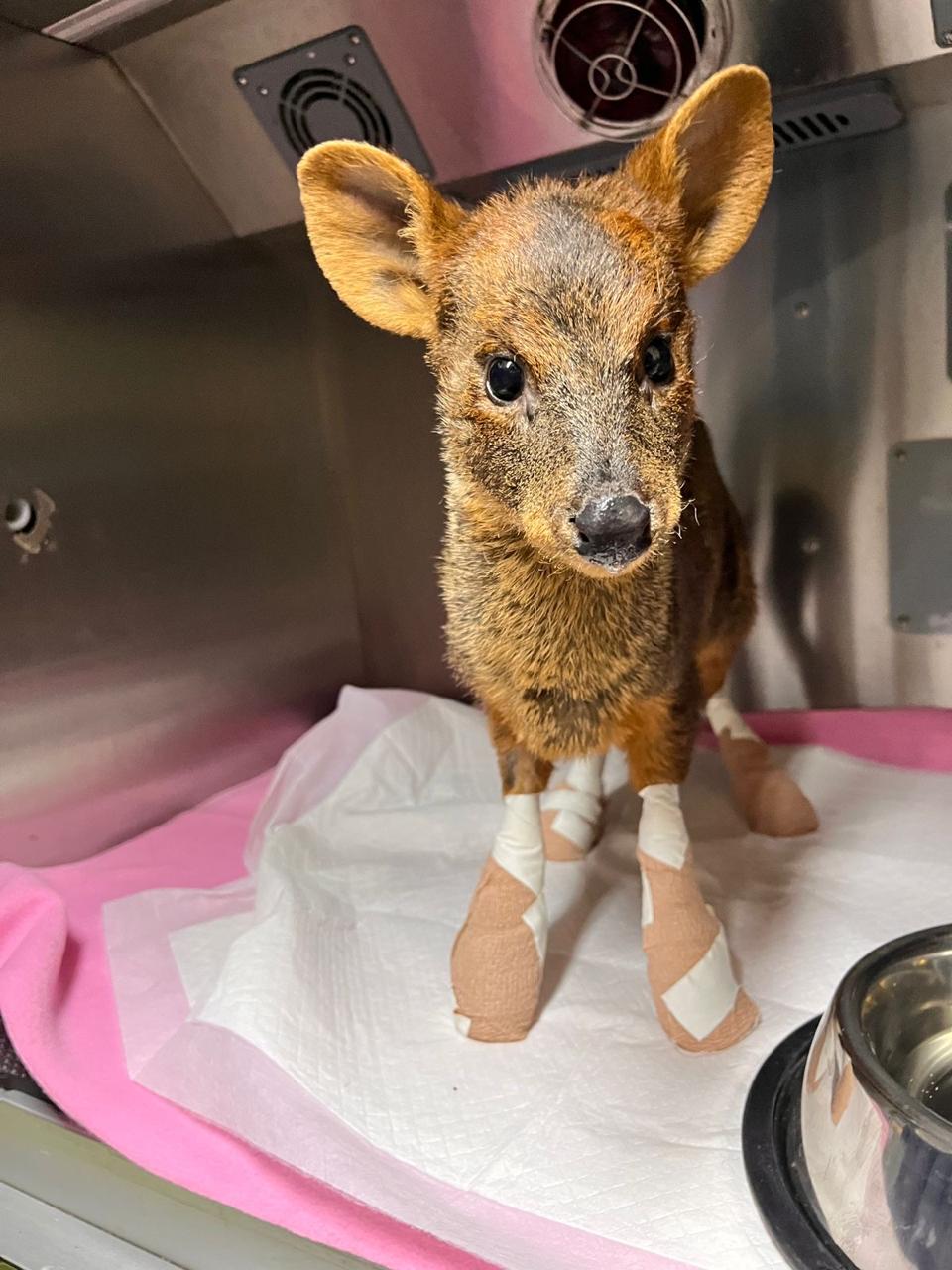 Trabajo colaborativo permite rehabilitar a animales silvestres afectados por incendios forestales en la región