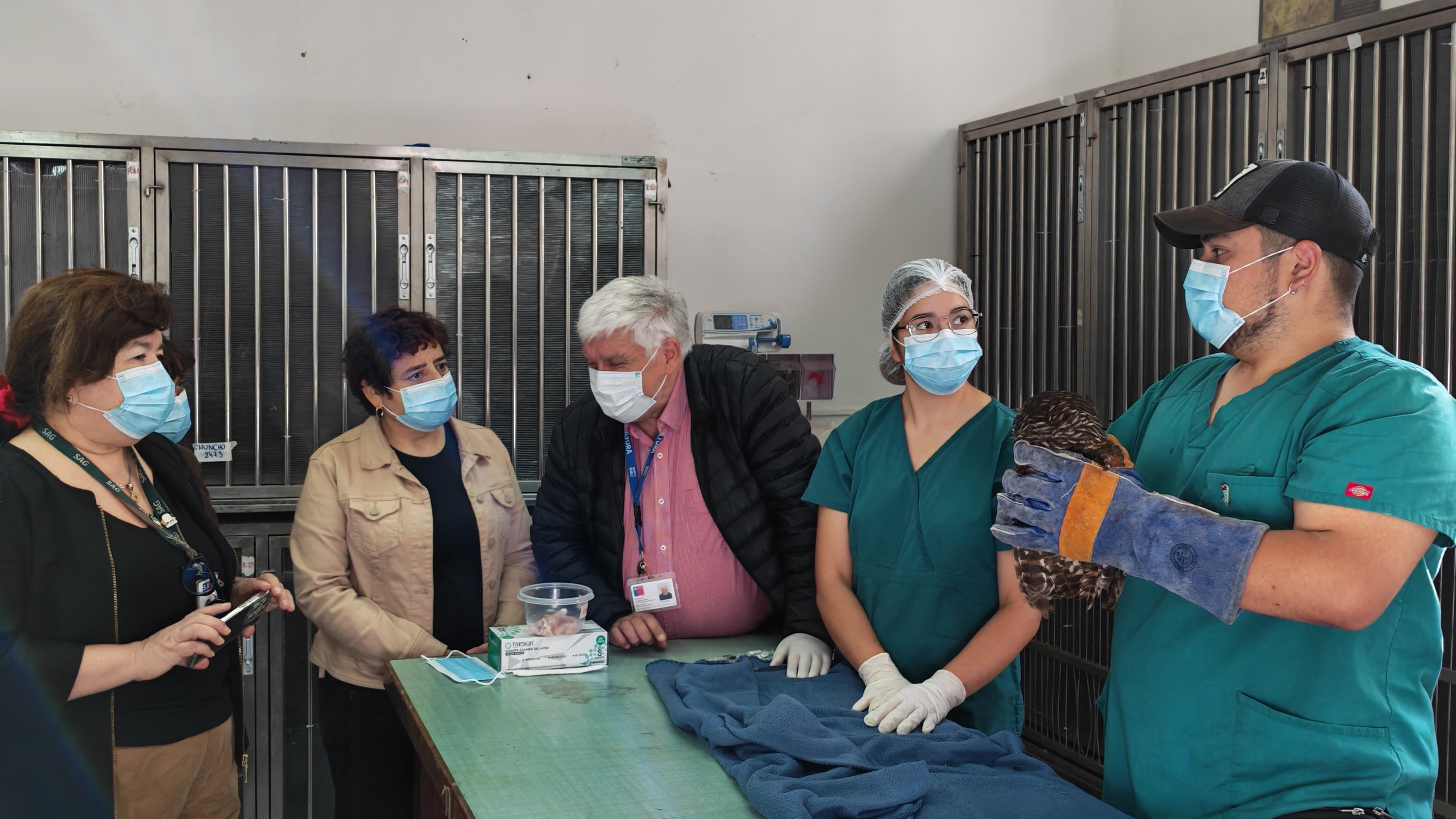 Trabajo colaborativo permite rehabilitar a animales silvestres afectados por incendios forestales en la región