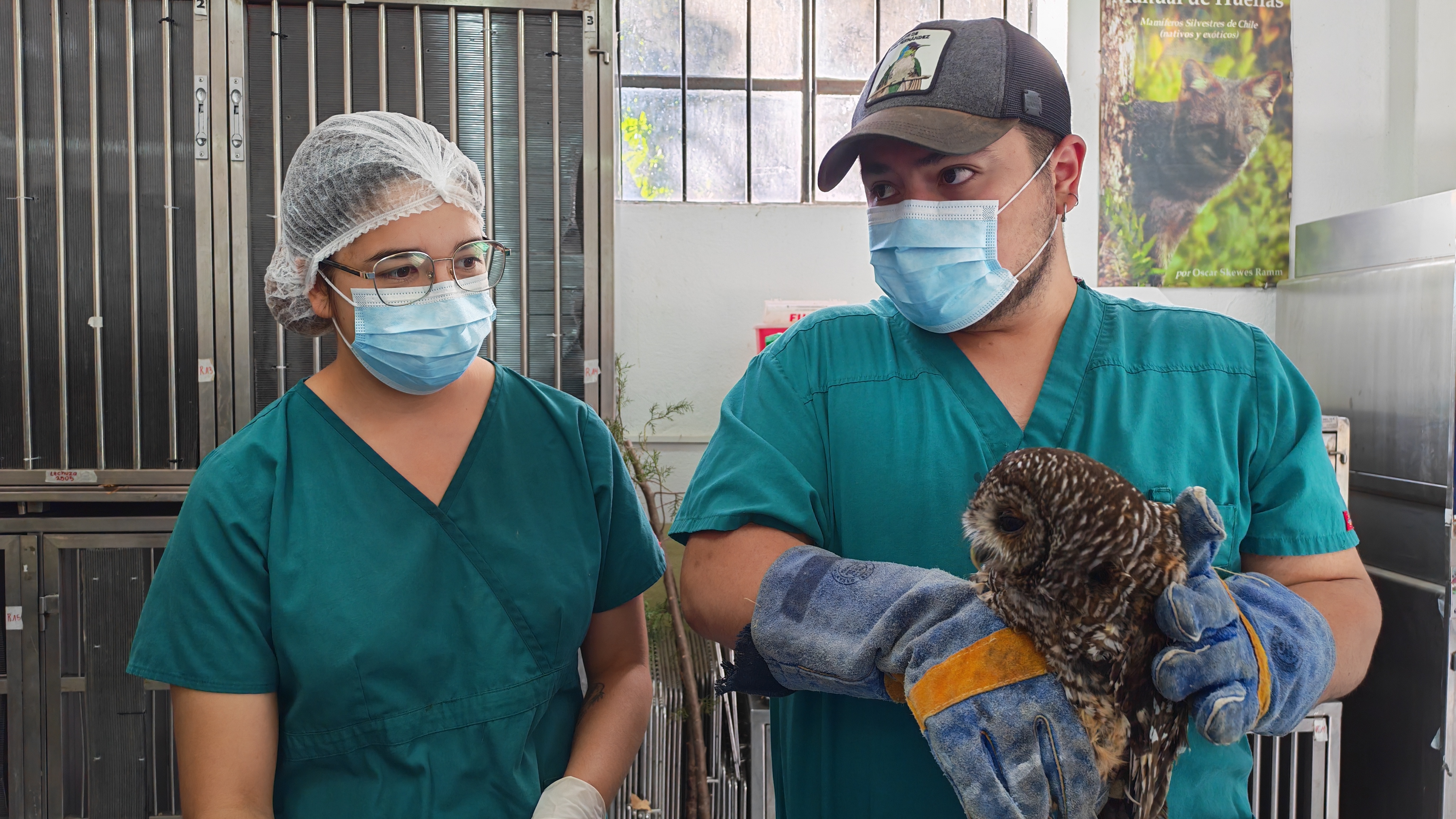 Trabajo colaborativo permite rehabilitar a animales silvestres afectados por incendios forestales en la región