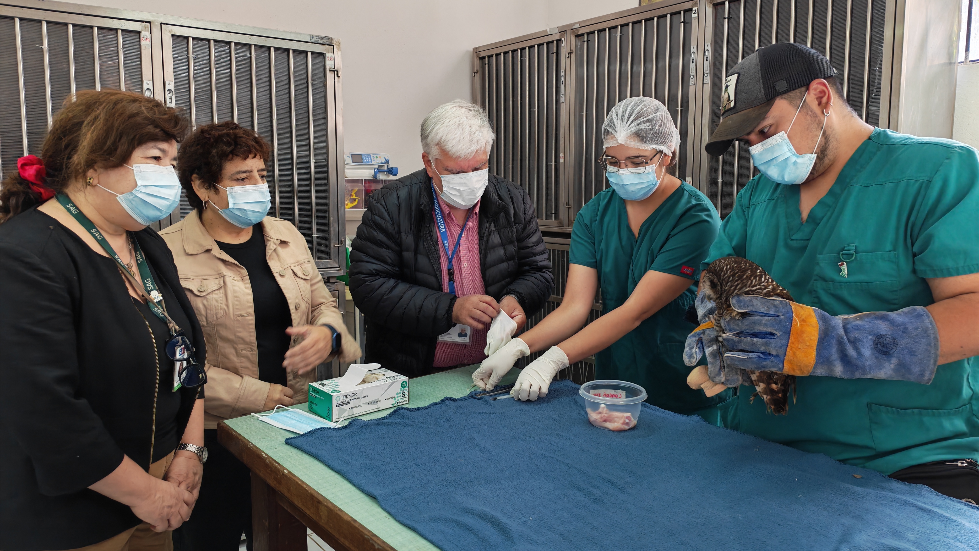Trabajo colaborativo permite rehabilitar a animales silvestres afectados por incendios forestales en la región