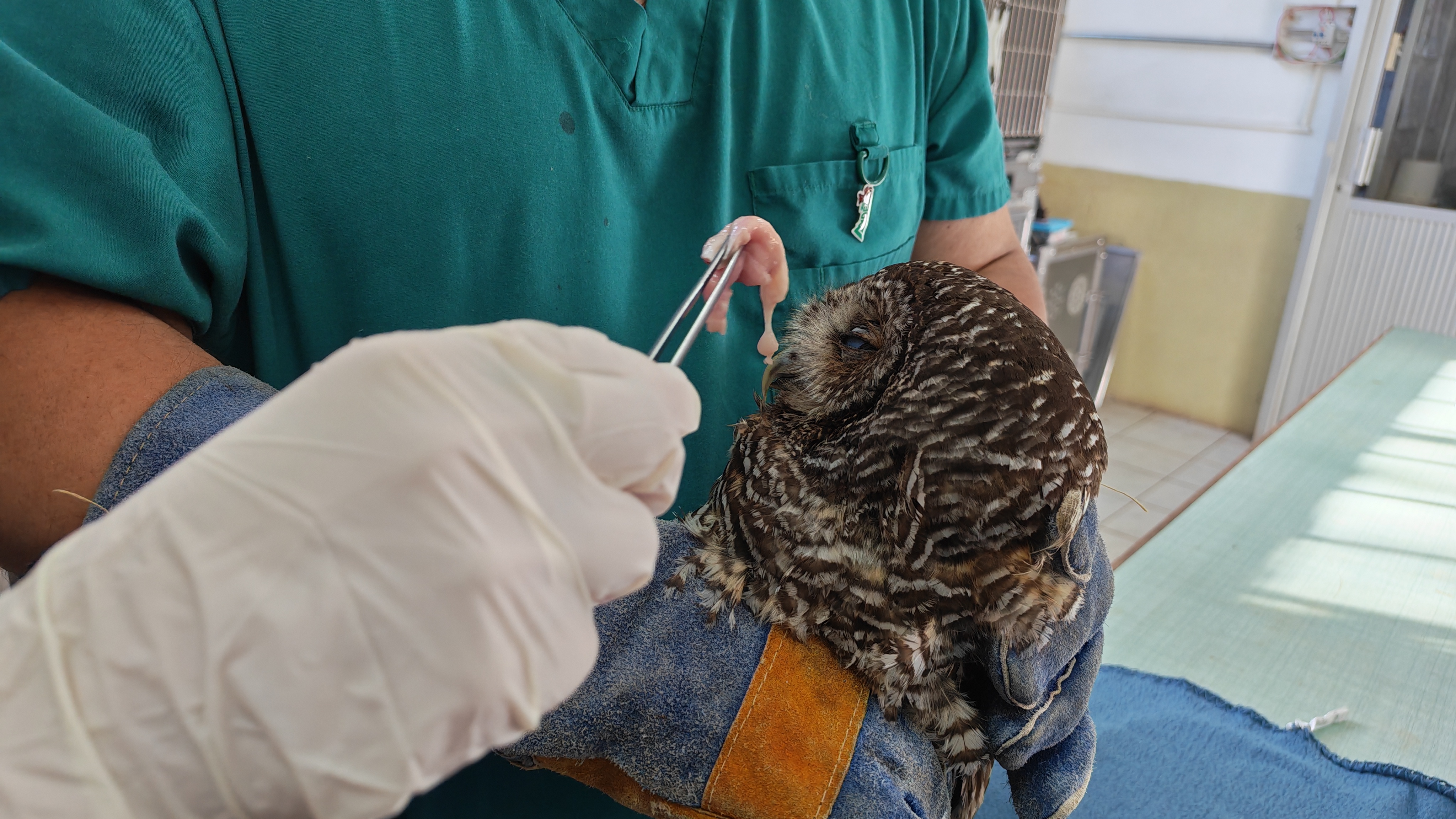 Trabajo colaborativo permite rehabilitar a animales silvestres afectados por incendios forestales en la región