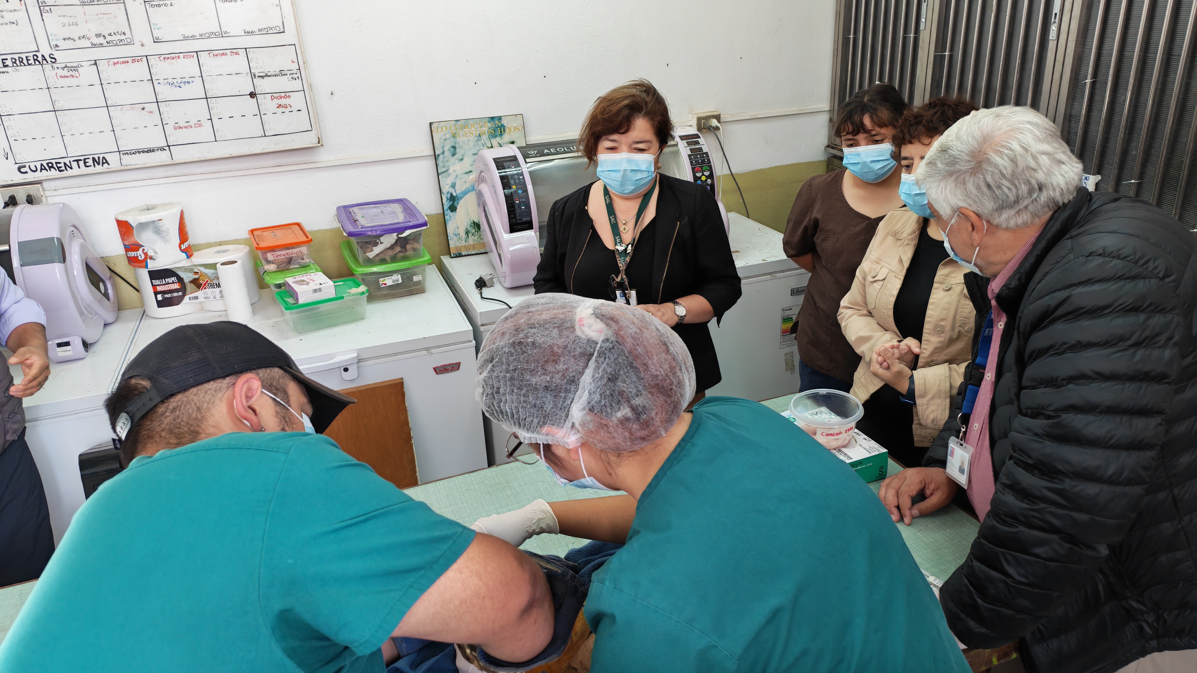 Trabajo colaborativo permite rehabilitar a animales silvestres afectados por incendios forestales en la región