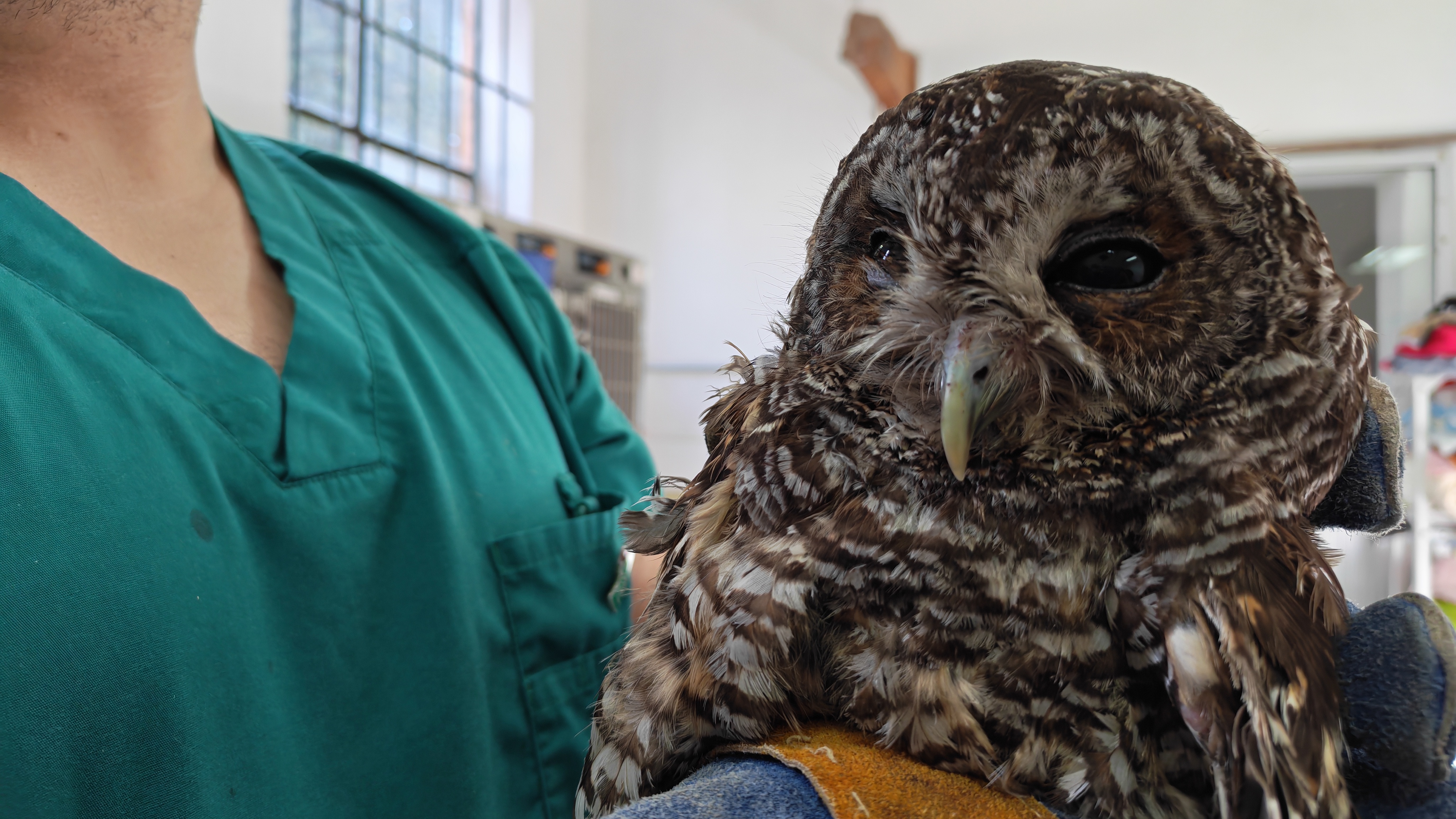 Trabajo colaborativo permite rehabilitar a animales silvestres afectados por incendios forestales en la región