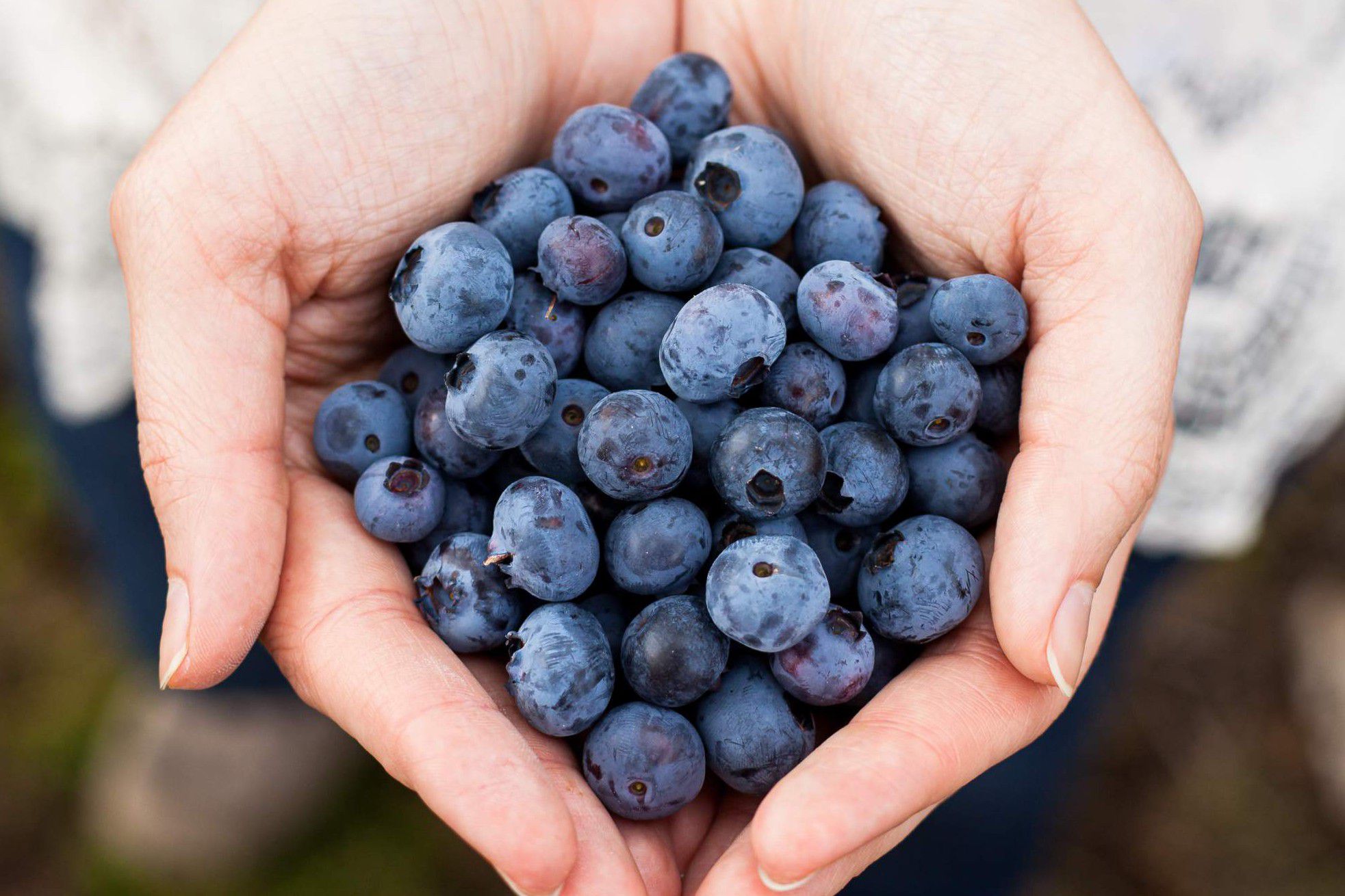 Corfo abre convocatorias para mejorar la gestión hídrica en el sector frutícola de Ñuble