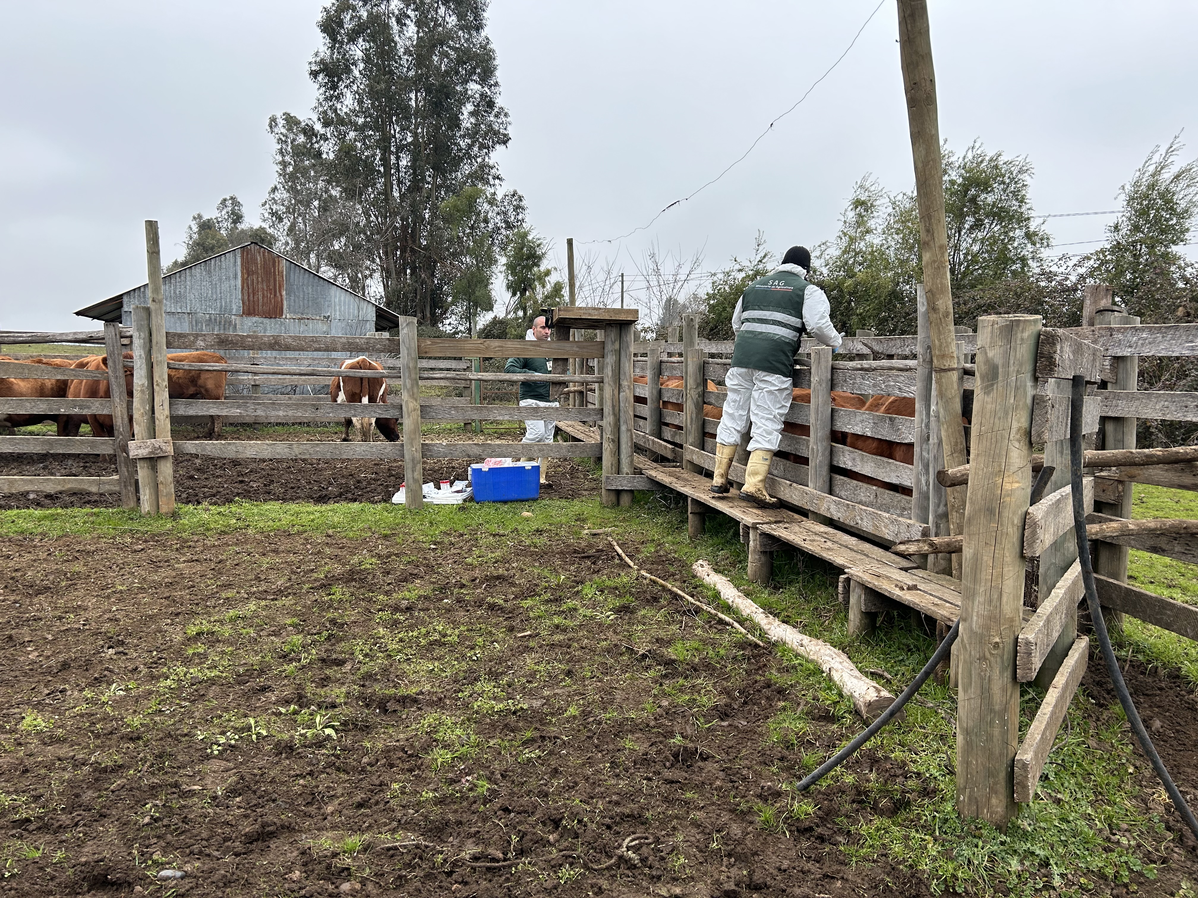 Último caso positivo de Brucelosis Bovina en la región de Ñuble se registró en el año 2020