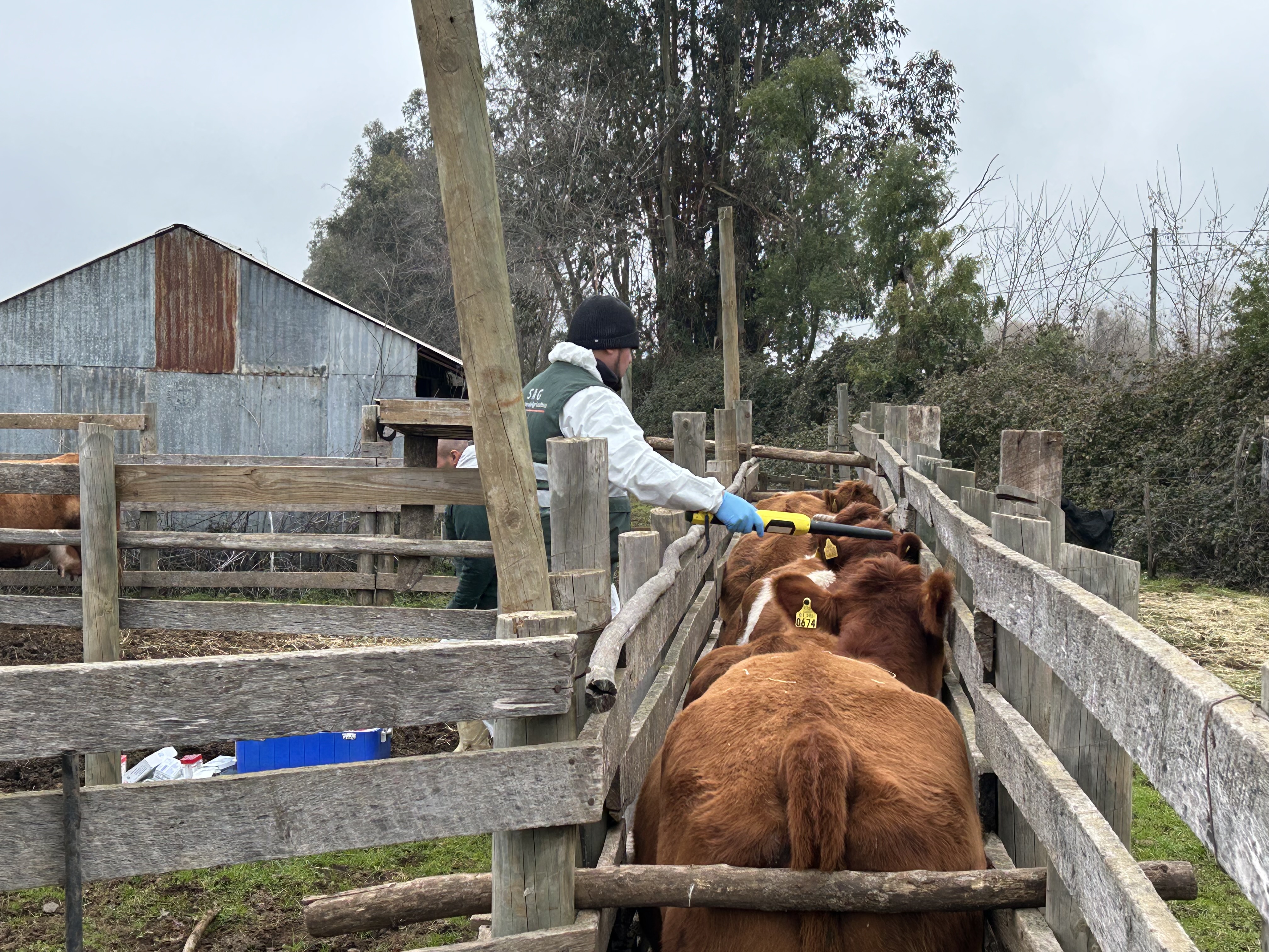 COMUNICADO PRENSA_SAG destaca trabajo realizado en Brucelosis Bovina al ser provisionalmente libres de la enfermedad