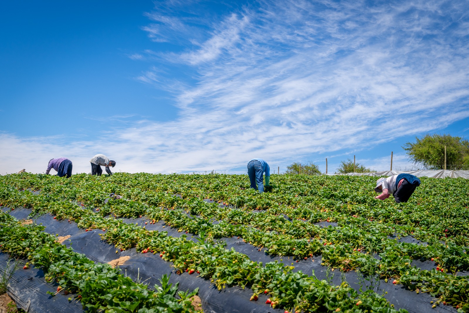 Ministerio de Agricultura transfiere $13 mil millones en apoyo a pequeños agricultores ante el alza de insumos
