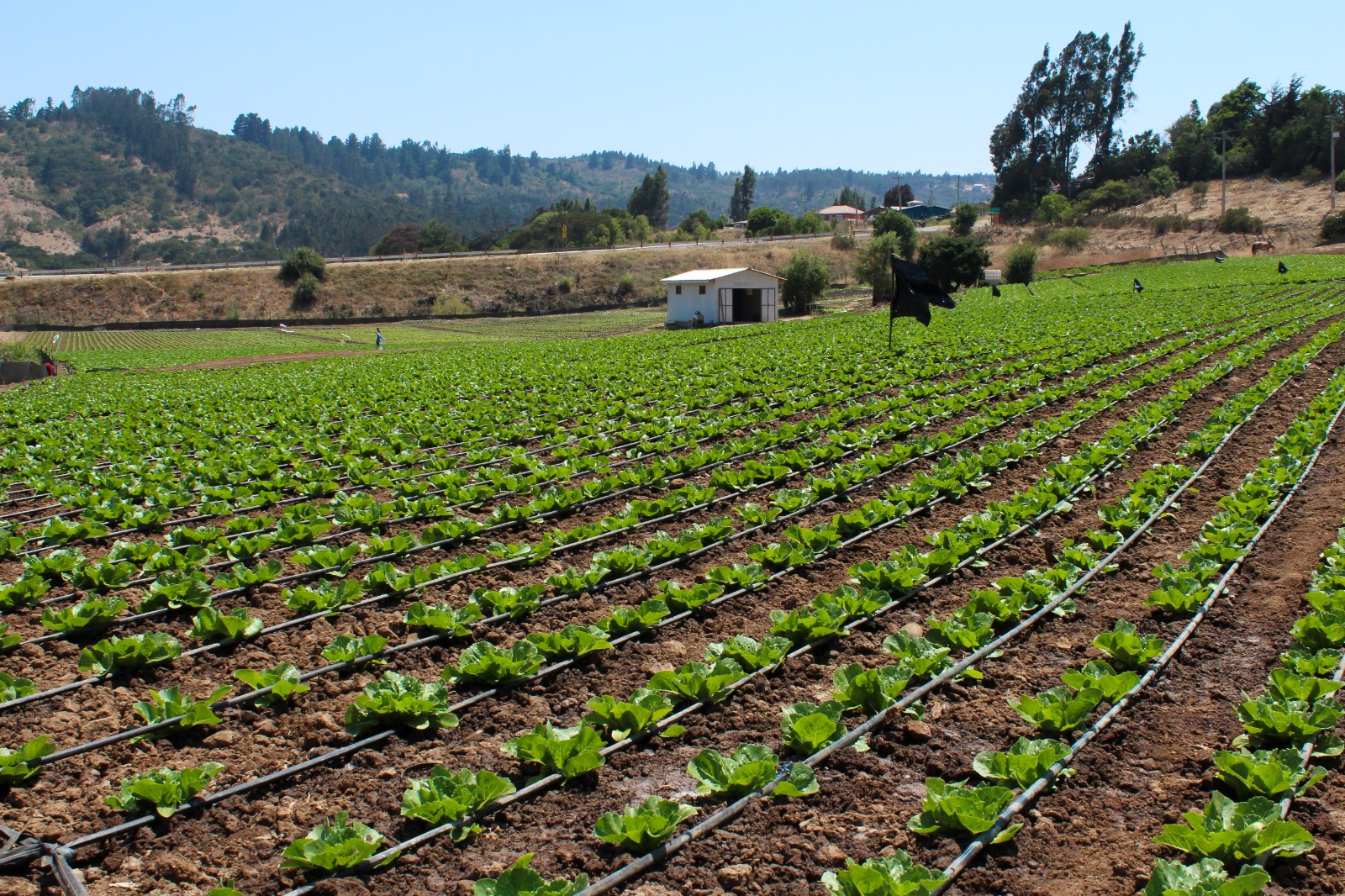 RV: Comunicado de Prensa Minagri - Ministerio de Agricultura transfiere $13 mil millones en apoyo a agricultores ante el alza de precios en insumos