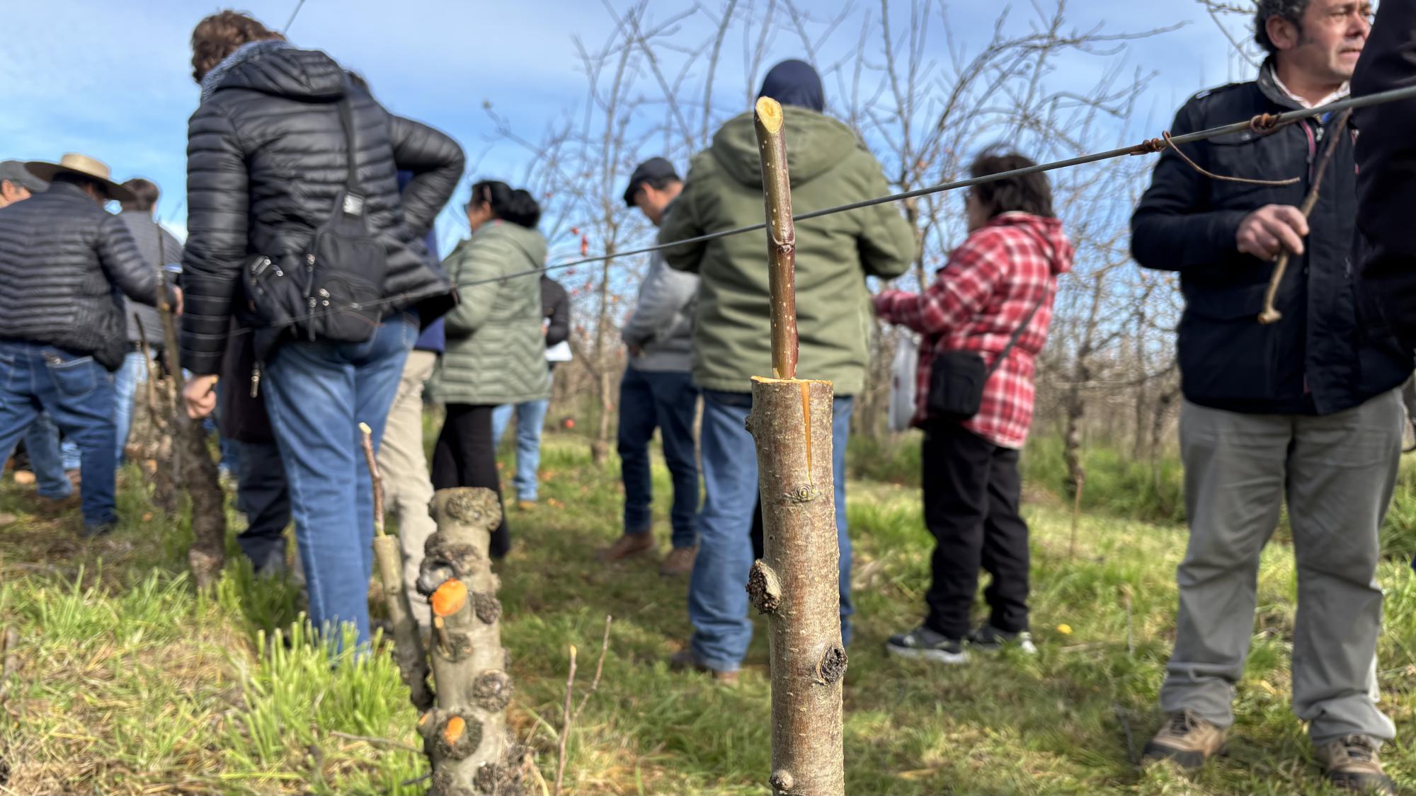 INIA Quilamapu capacitó a 150 agricultores de Ñuble en técnicas de poda e injertación de frutales