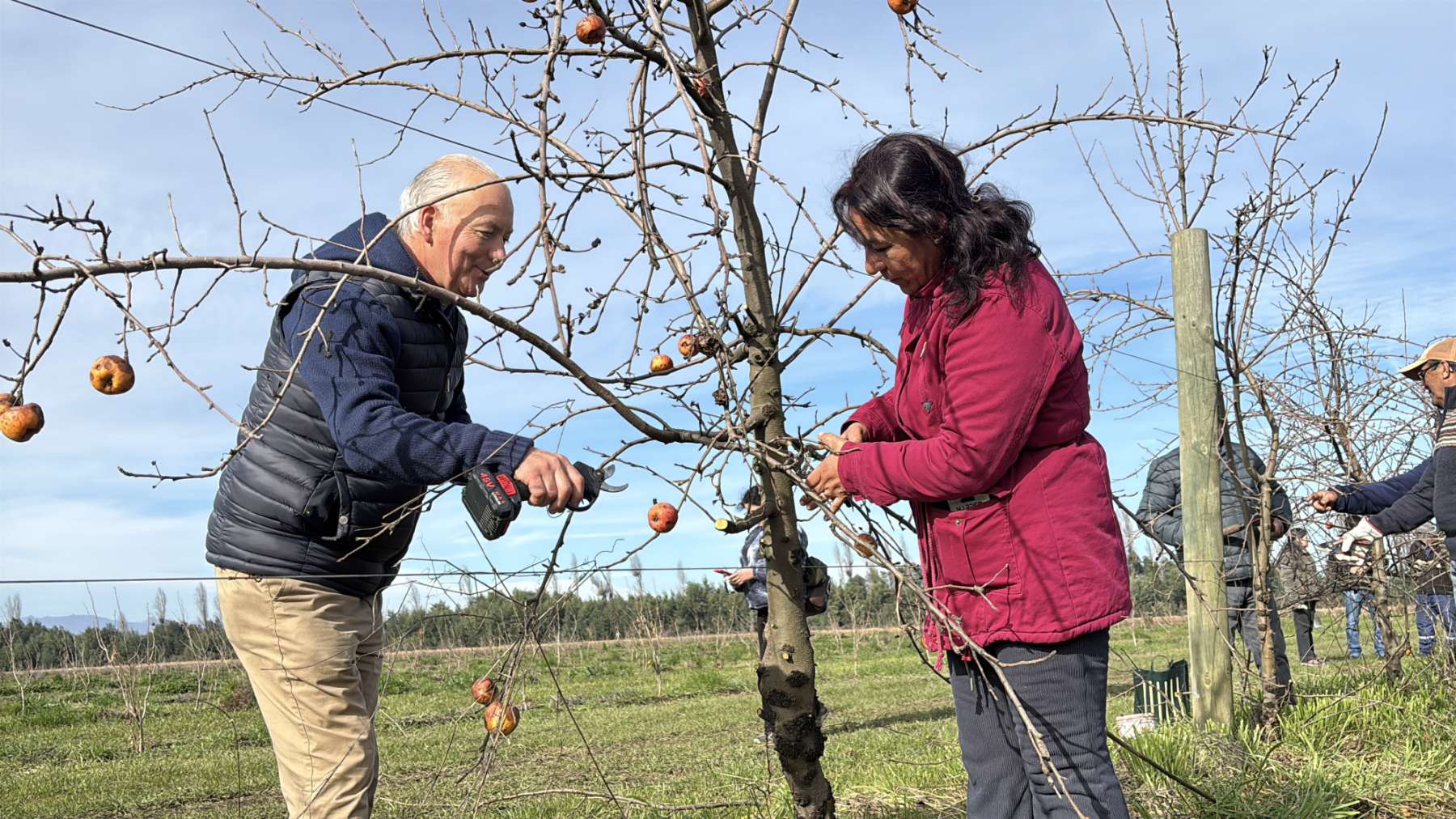 INIA Quilamapu capacitó a 150 agricultores de Ñuble en técnicas de poda e injertación de frutales