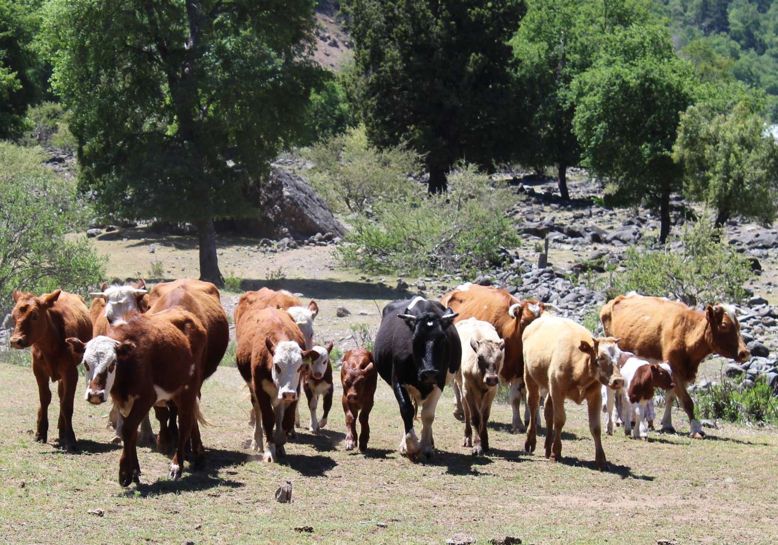 SAG recuerda realizar Declaración de Existencia Animal hasta el 30 de noviembre