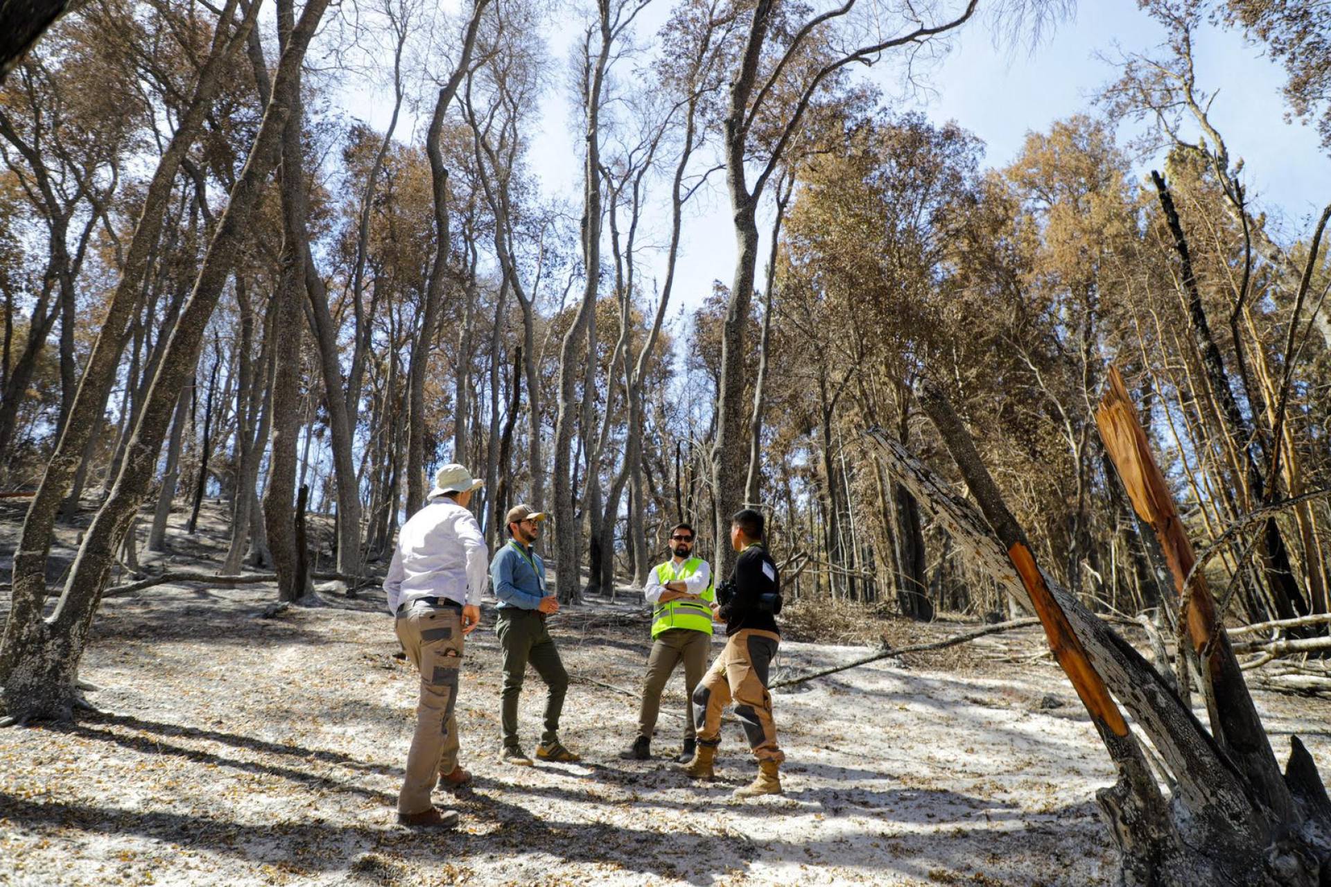 Proyecto GEF de Restauración de Biodiversidad incluirá comunas de Ñuble afectadas por incendios forestales